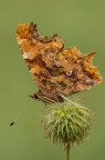 Polygonia c-album Polygonia c-album