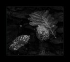 Pozzanghera Pozzanghera