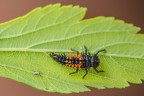 Larva di Harmonia axyridis Larva di Harmonia axyridis