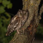 ..assiolo.. ..assiolo..