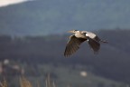 Airone cenerino in volo Prima foto scattata con la 1D X e il nuovo 100-400 f/4.5-5.6L IS II USM.

Gradirei giudizi in merito a questo piccolo obiettivo, distanza focale circa 44 metri.