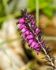 Erica selvatica Erica selvatica