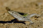 Lucertola Podarcis Lucertola Podarcis