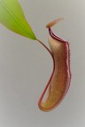 Nepenthes.. Nepenthes..