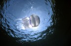 La Medusa, specie errante .... in questo scatto si trova interposta come una linea di confine ... fra il mare e il cielo