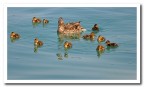 ....piccoli pennuti ....piccoli pennuti