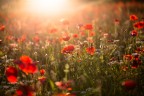 papaveri al tramonto papaveri al tramonto
