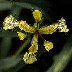 Iris Foetidissima... Iris Foetidissima...