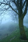 Albero e nebbia Albero e nebbia