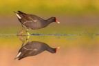 gallinella d'acqua