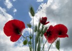 Lo sai che i papaveri ... Lo sai che i papaveri ...