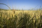 Un mare di..spighe di grano.. Un mare di..spighe di grano..