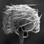 Seme della Clematide.. Seme della Clematide..