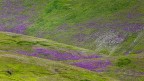 PURPLE PURPLE