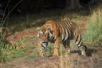 Maschio sub adulto di tigre del Bengala.