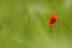 Il solitario Il solitario