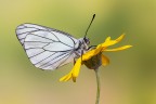 Aporia crataegi