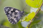 Melanargia galathea