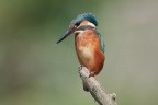 Kingfisher Kingfisher