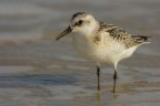 Piovanello tridattilo (Calidris alba) Piovanello tridattilo (Calidris alba)