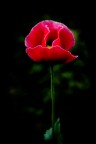Papaver Somniferum... Papaver Somniferum...