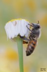 Apis mellifera Apis mellifera
