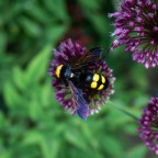 Megascolia Maculata Flavifrons(documento) Megascolia Maculata Flavifrons(documento)