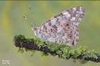 Vanessa cardui Vanessa cardui