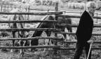 L'uomo che non sussurrava ai cavalli L'uomo che non sussurrava ai cavalli