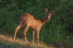 ..capriolo.. ..capriolo..