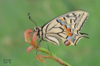 Papilio machaon Papilio machaon