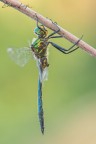 Una libellula che fino allo scorso anno no era mai stata presente in zona