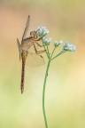 Orthetrum coerulescens
[url=https://i.imgur.com/QVSyp2J.jpg] Qu [/url]in alta risoluzione.
A voi giudizi e critiche.