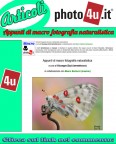 Appunti di macro fotografia naturalistica Appunti di macro fotografia naturalistica