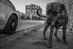 HO SCATTATO QUESTA FOTO CONTRO L ABBANDONO .
QUI SIAMO IN CAMPANIA IN UN PICCOLO PAESE IN PROVINCIA DI NAPOLI, DOVE CI SONO MOLTI ANIMALI ABBANDONATI COME ( CANI E GATTI). LANCIO CON QUESTA FOTO UN MESSAGGIO PER DIRE NON ABBANDONIAMO GLI ANIMALI PER STRADA PER ANDARE A MARE O IN VACANZA.
LUI SI CHIAMA TIGRE CHE FA PARTE DEI CANI RANDAGI DOVE OGNI GIORNO PRIMA DI TORNARE A CASA PORTO CON SE UN PO DI CIBO PER QUESTE MERAVIGLIOSE CREATURE.