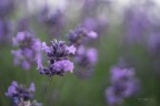 Lavanda_DSC7560 Lavanda_DSC7560