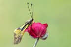 Libelloides