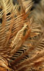 periclemenes sp. periclemenes sp.