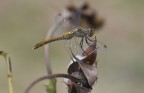 Libellula Libellula