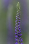 Veronica spicata...