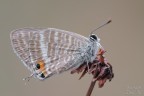 Lampides boeticus