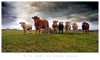 IRISH COWS IRISH COWS