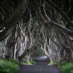 The dark hedges The dark hedges