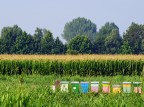 tre giorni di lavoro in una torrida pianura padana tra le province di Reggio Emilia, Mantova e Brescia