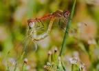 Libellule Libellule
