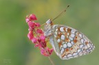 Argynnis niobe Argynnis niobe