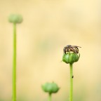 si dorme... si dorme...