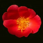 *** Nostalgia rossonera *** *** Nostalgia rossonera ***