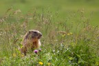 ..marmotta.. ..marmotta..