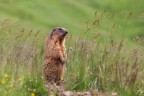 ..marmotta.. ..marmotta..